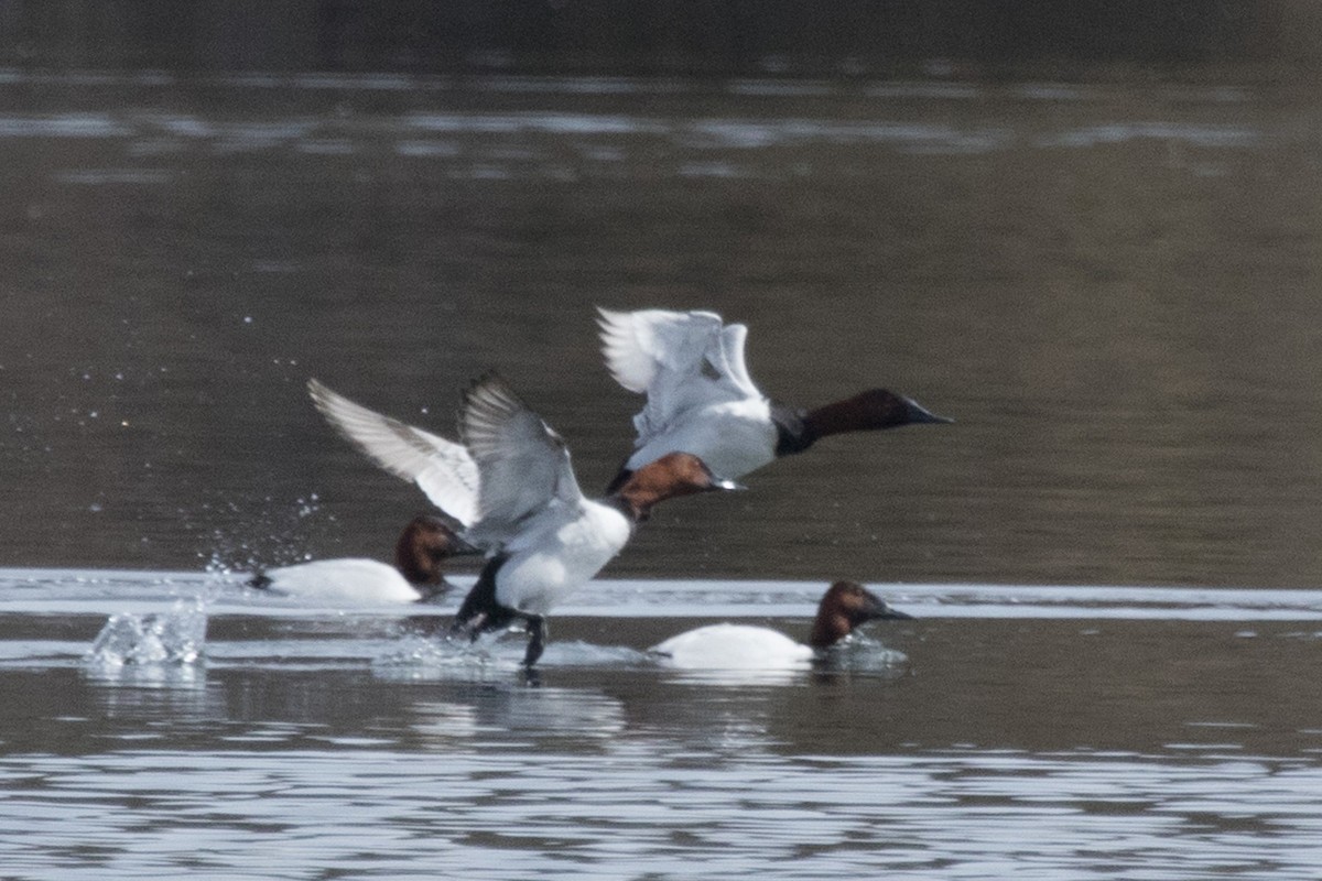 Canvasback - ML319770541