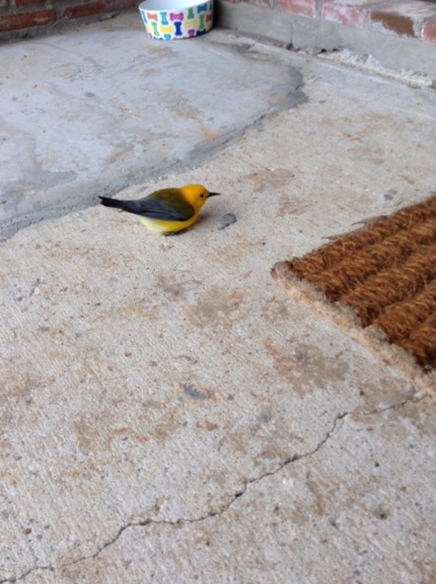 Prothonotary Warbler - ML319770601