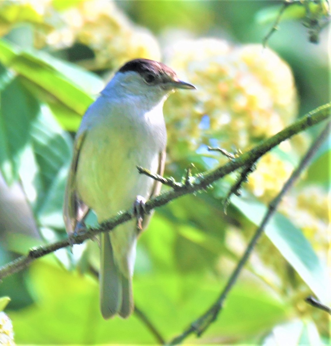 Eurasian Blackcap - ML319771721