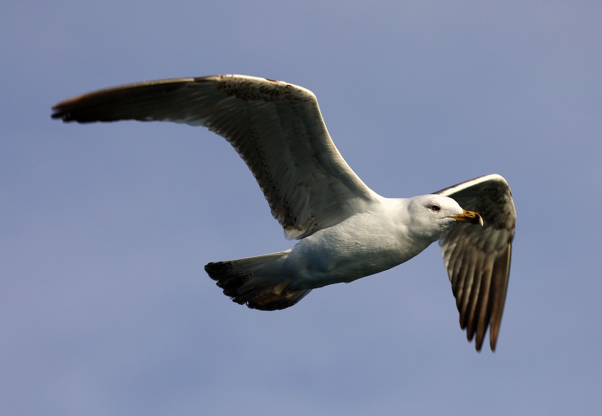 Yellow-legged Gull - David Ascanio