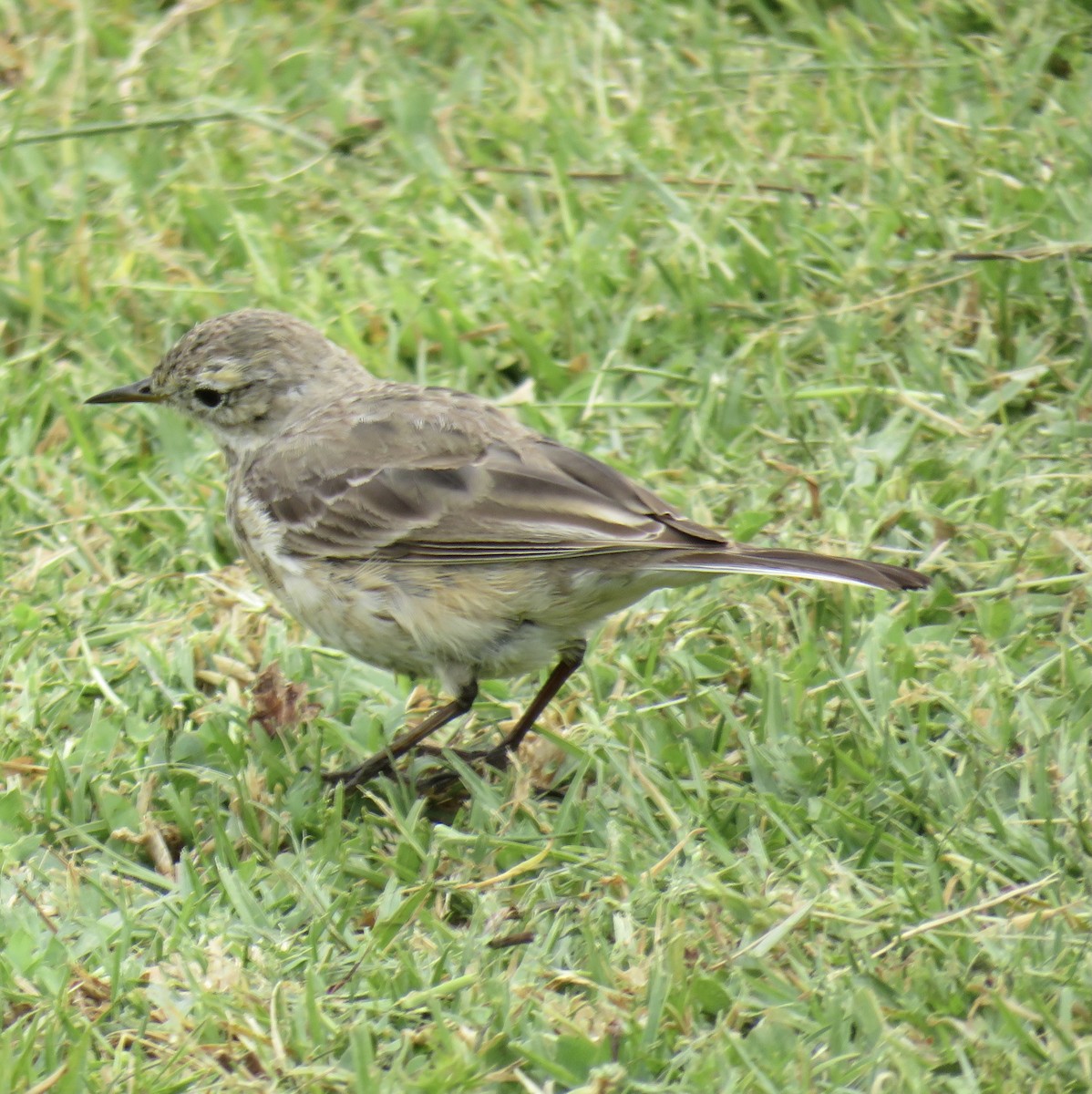 Pipit d'Amérique - ML319772901