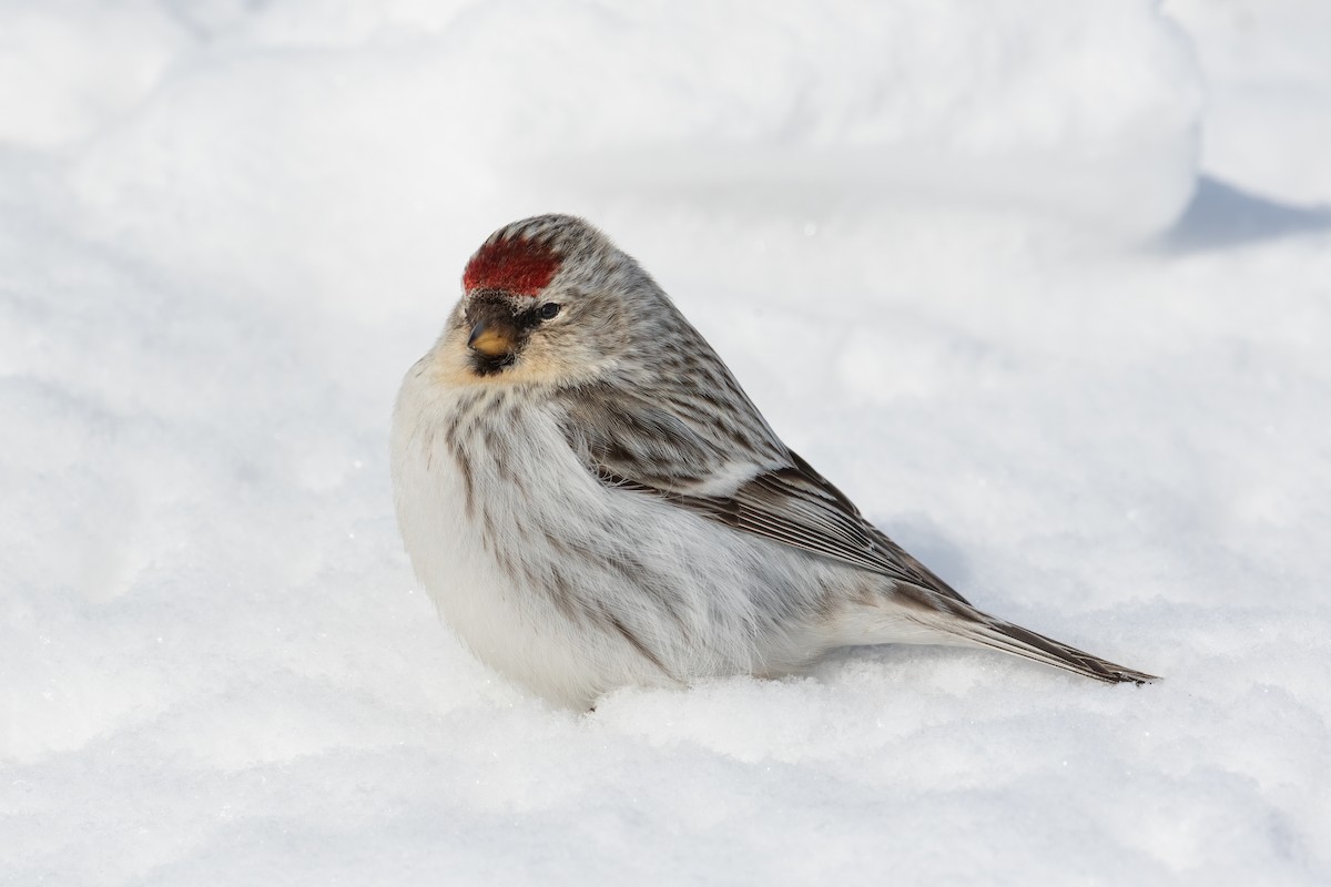Redpoll (hornemanni) - Blair Dudeck