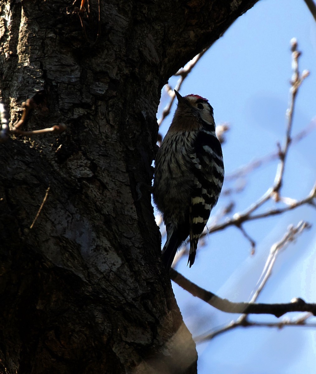 Lesser Spotted Woodpecker - ML319774961