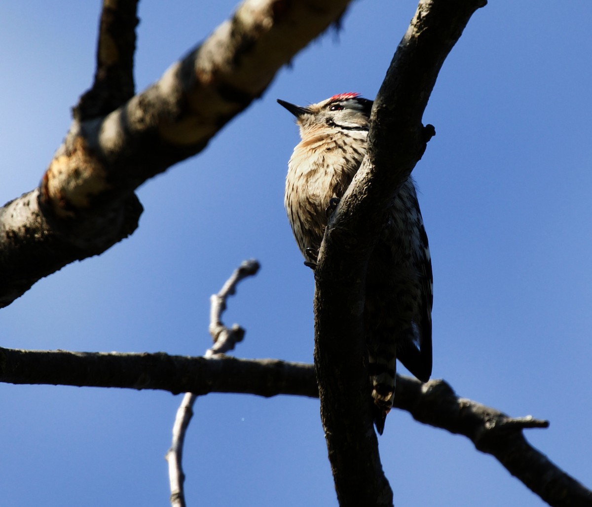 Lesser Spotted Woodpecker - ML319774971