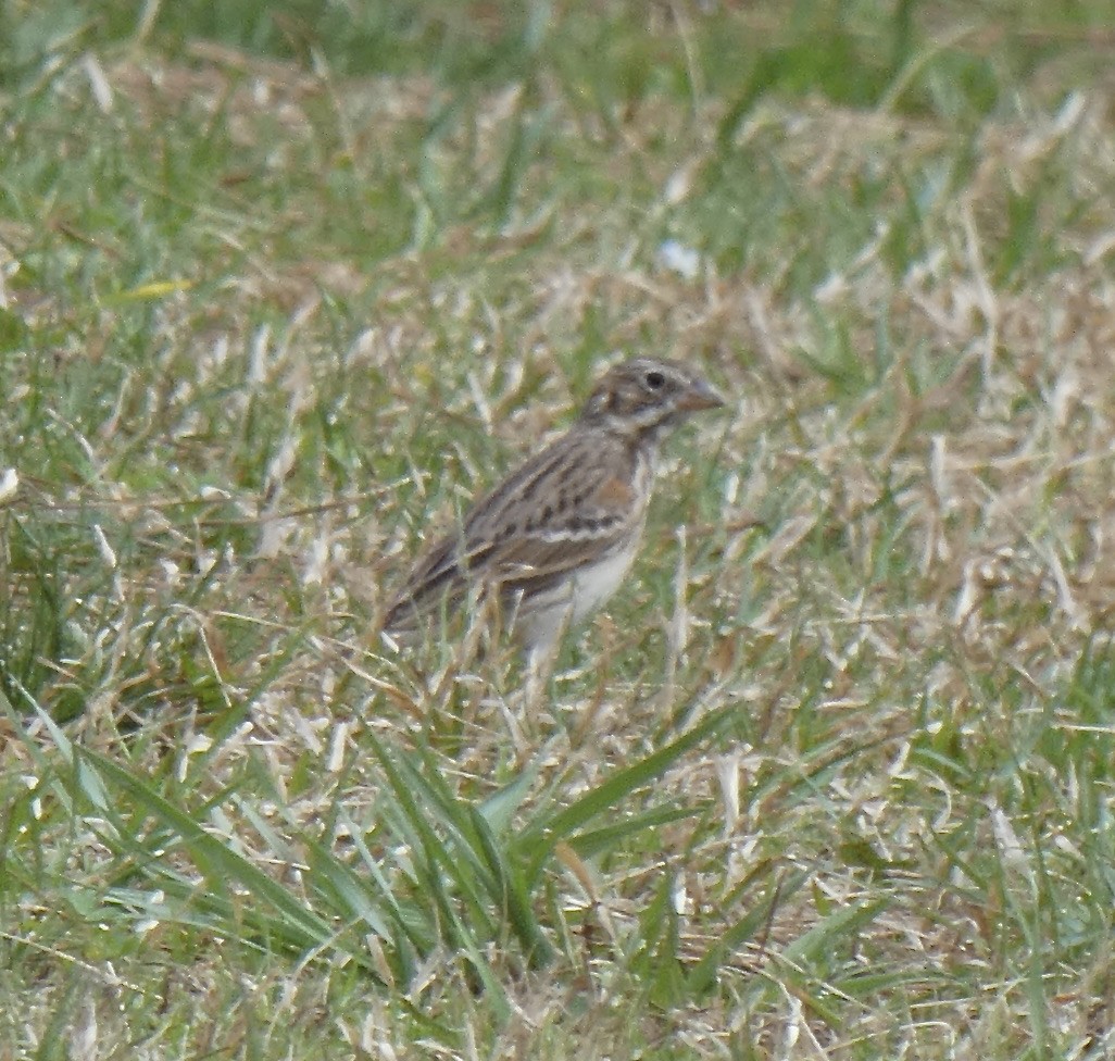 Vesper Sparrow - ML319774991