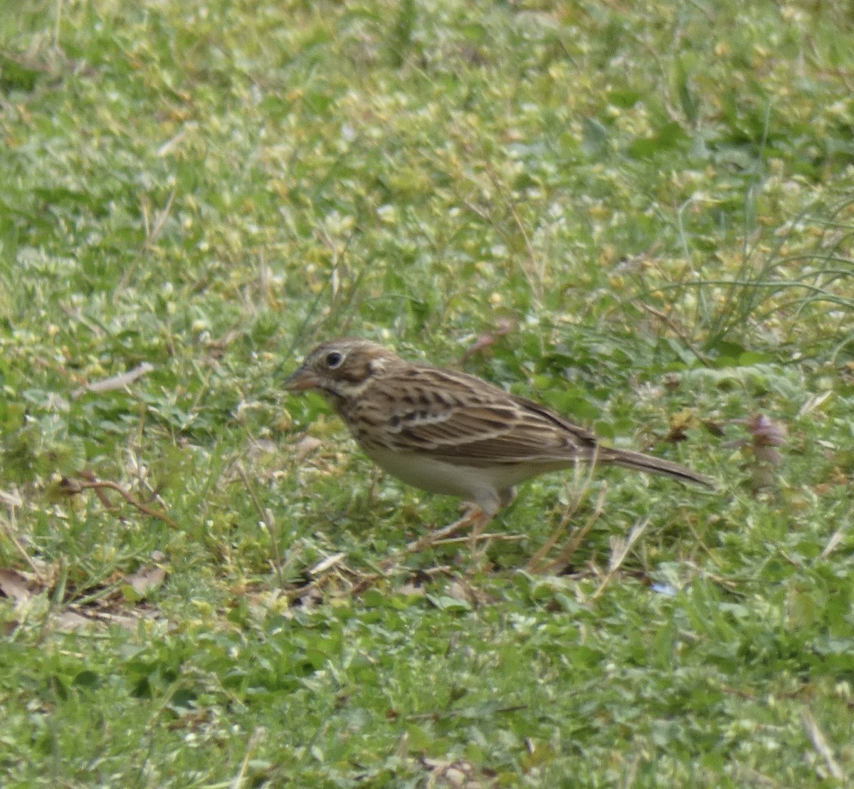 Vesper Sparrow - ML319775001