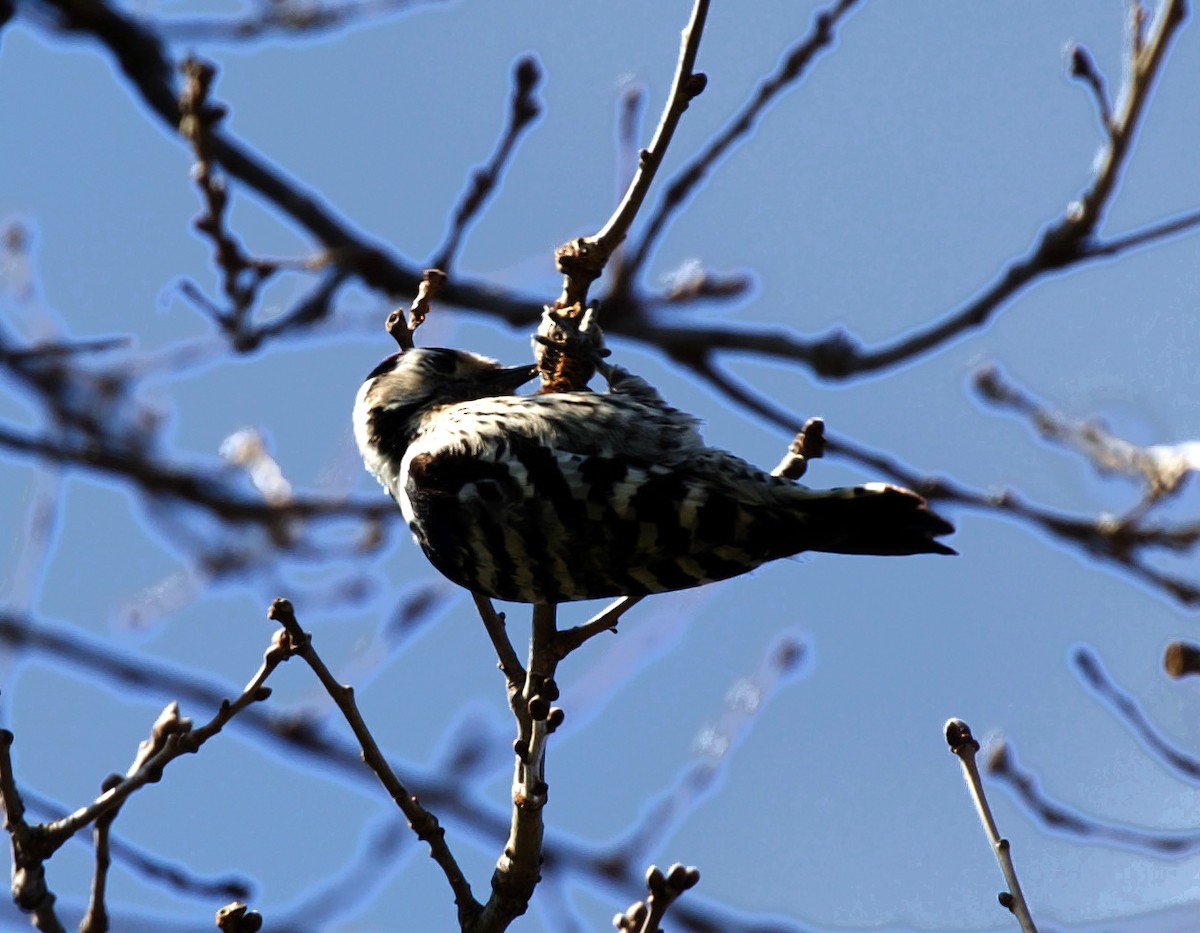 Lesser Spotted Woodpecker - ML319775011