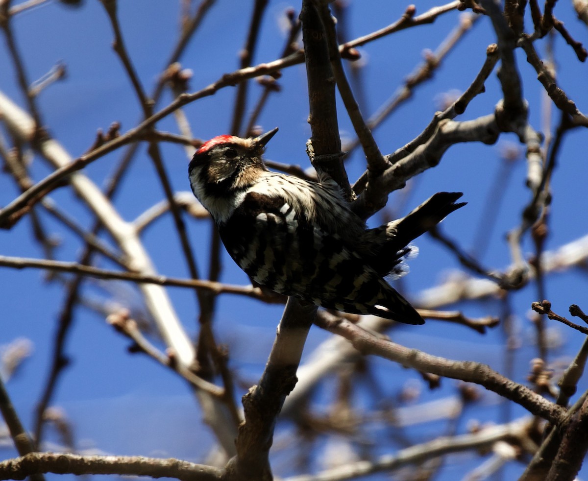 Lesser Spotted Woodpecker - ML319775051