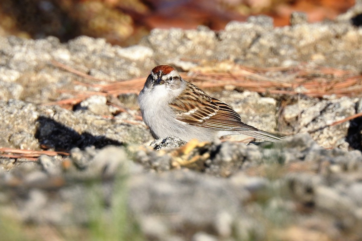 Chipping Sparrow - ML319775661