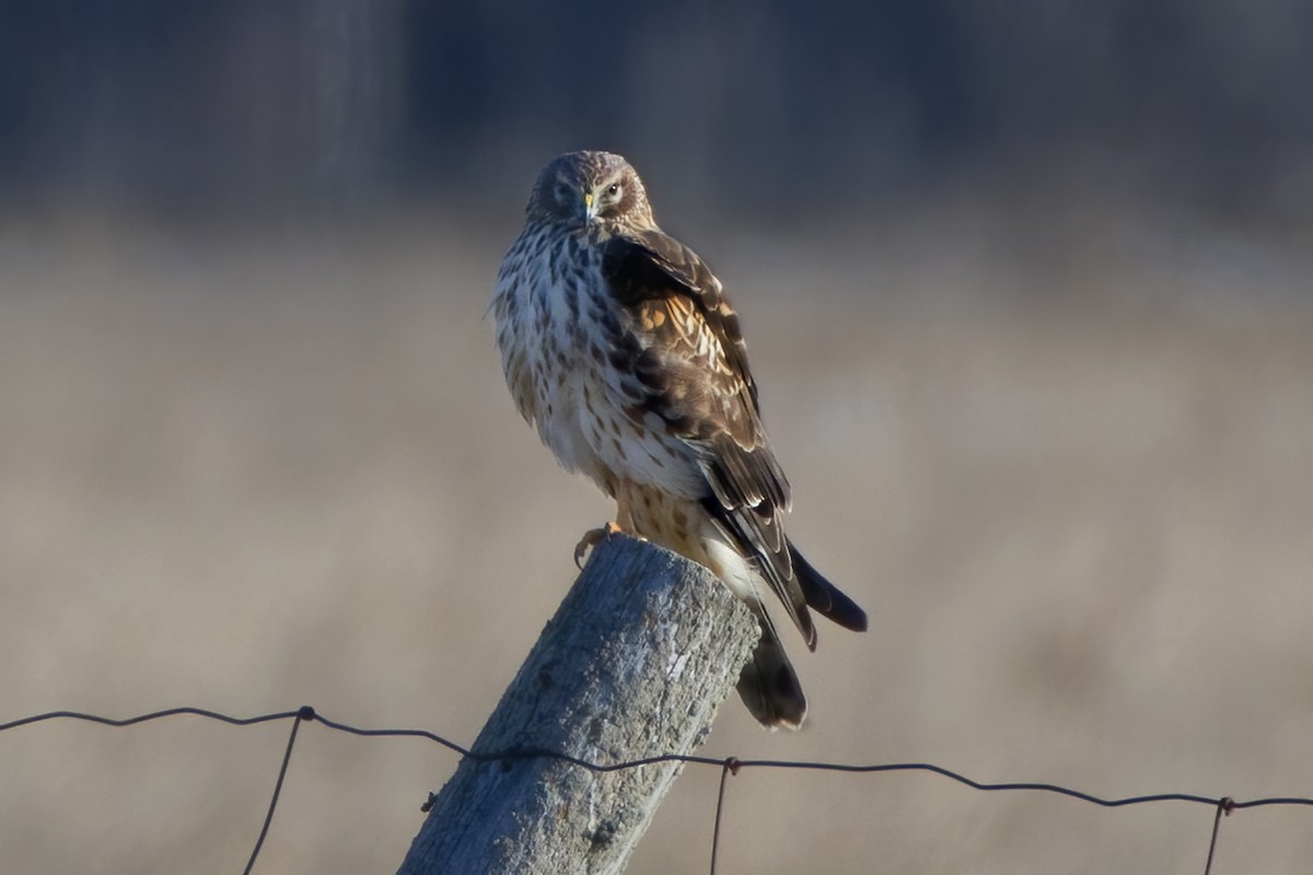 Northern Harrier - ML319777951