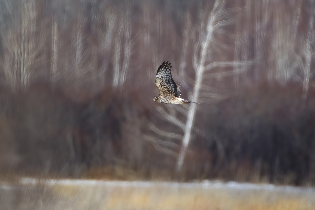 Northern Harrier - ML319778031