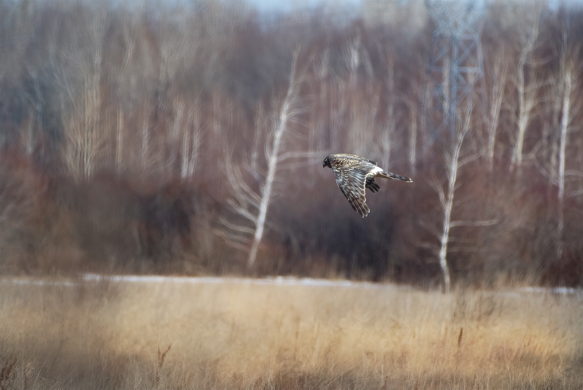 Northern Harrier - Rudy Pohl