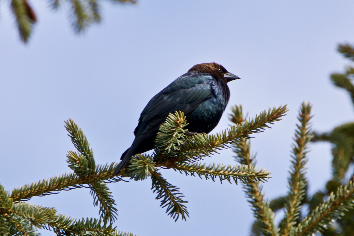 Brown-headed Cowbird - Normand Laplante