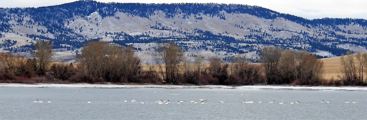 Tundra Swan - ML319779901