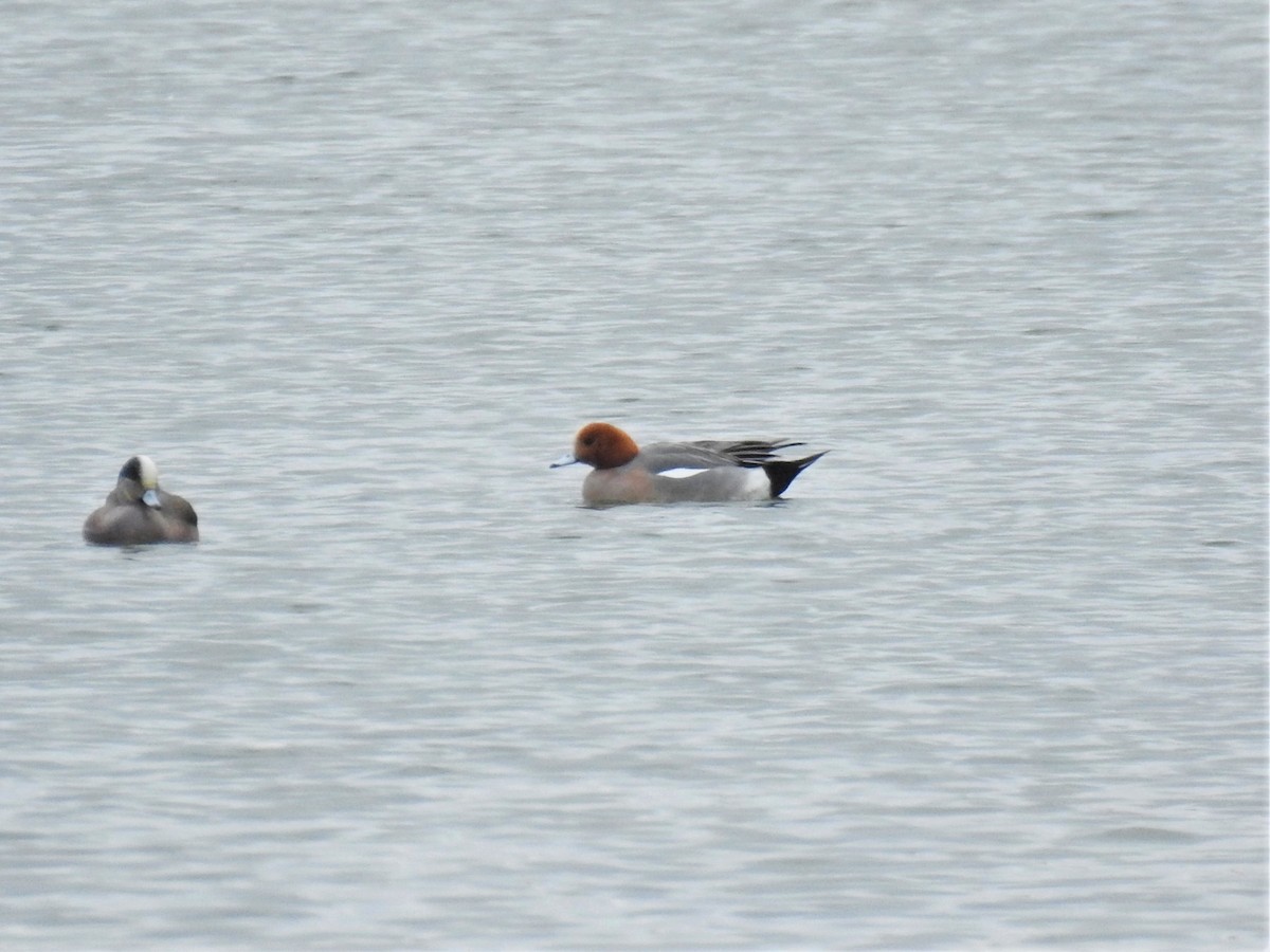 Eurasian Wigeon - ML319779931