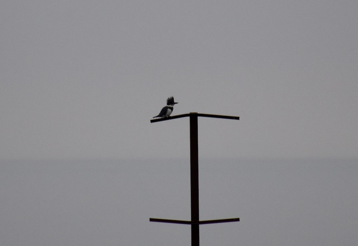 Belted Kingfisher - ML319782291