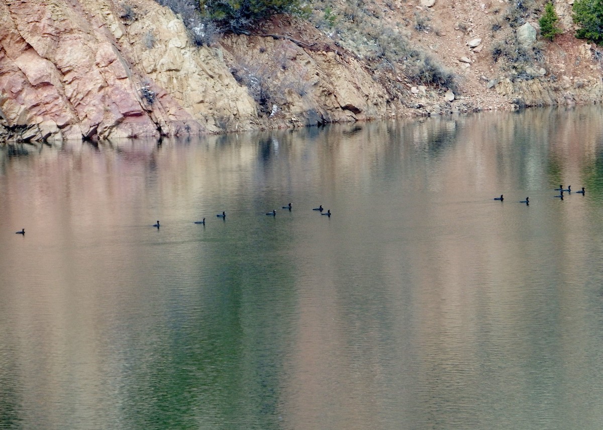 Double-crested Cormorant - ML319782531