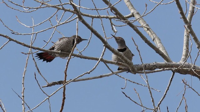 Northern Flicker (Yellow-shafted x Red-shafted) - ML319783761