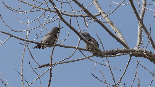 Northern Flicker (Yellow-shafted x Red-shafted) - ML319784341