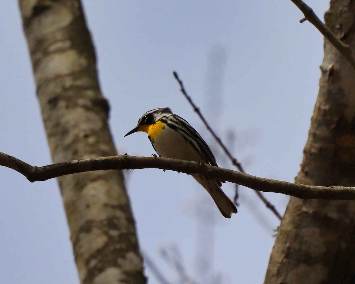 Yellow-throated Warbler - ML319784511