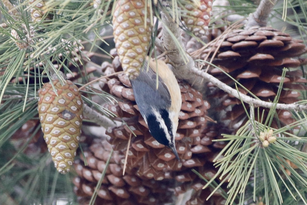 Red-breasted Nuthatch - ML319785321