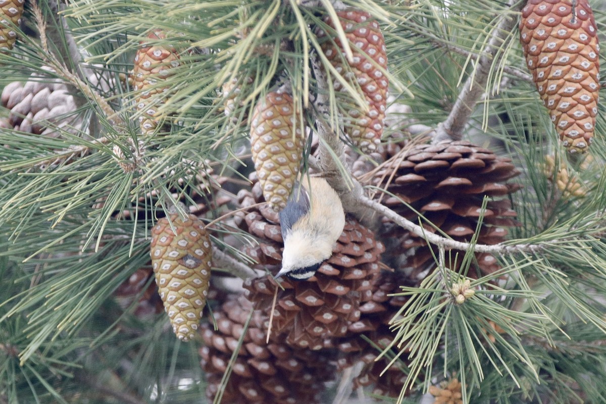 Red-breasted Nuthatch - ML319785371