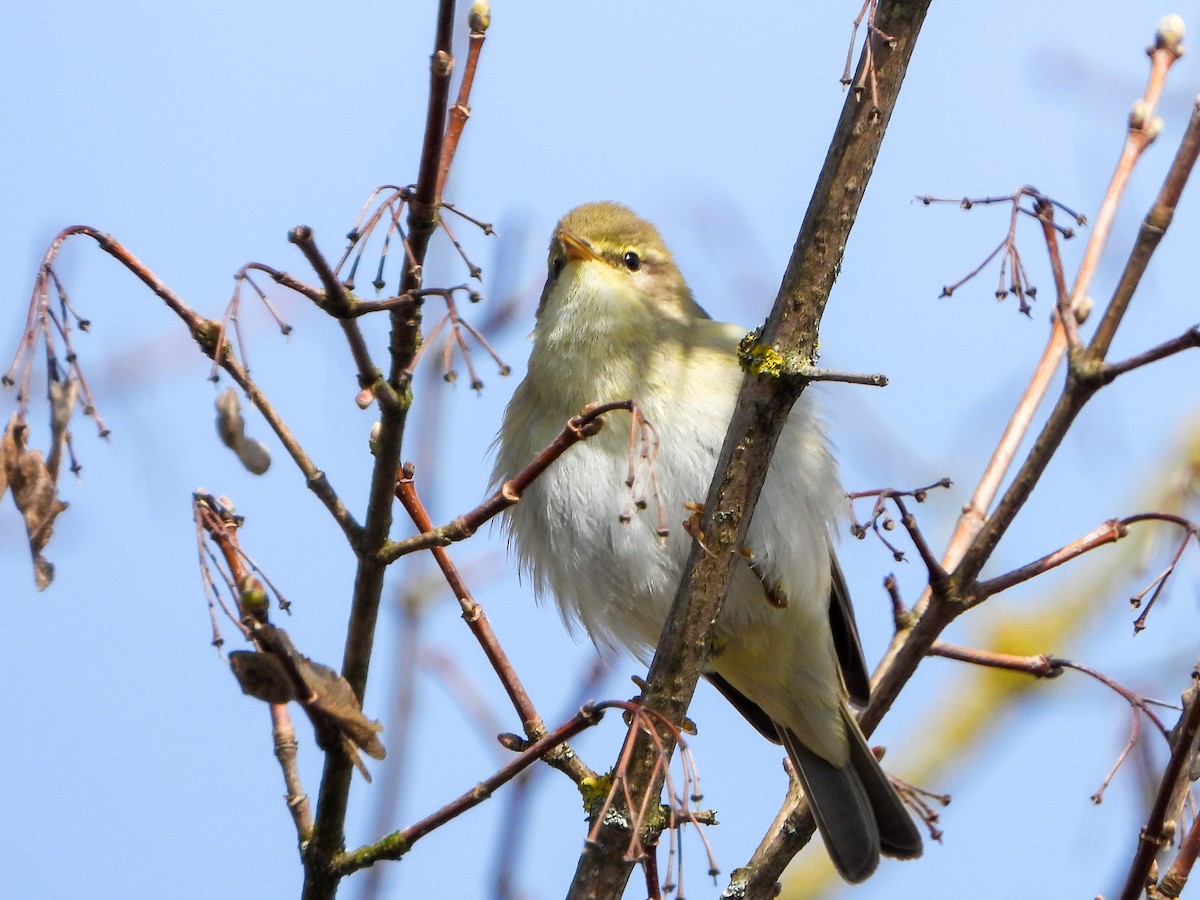 Willow Warbler - ML319785401