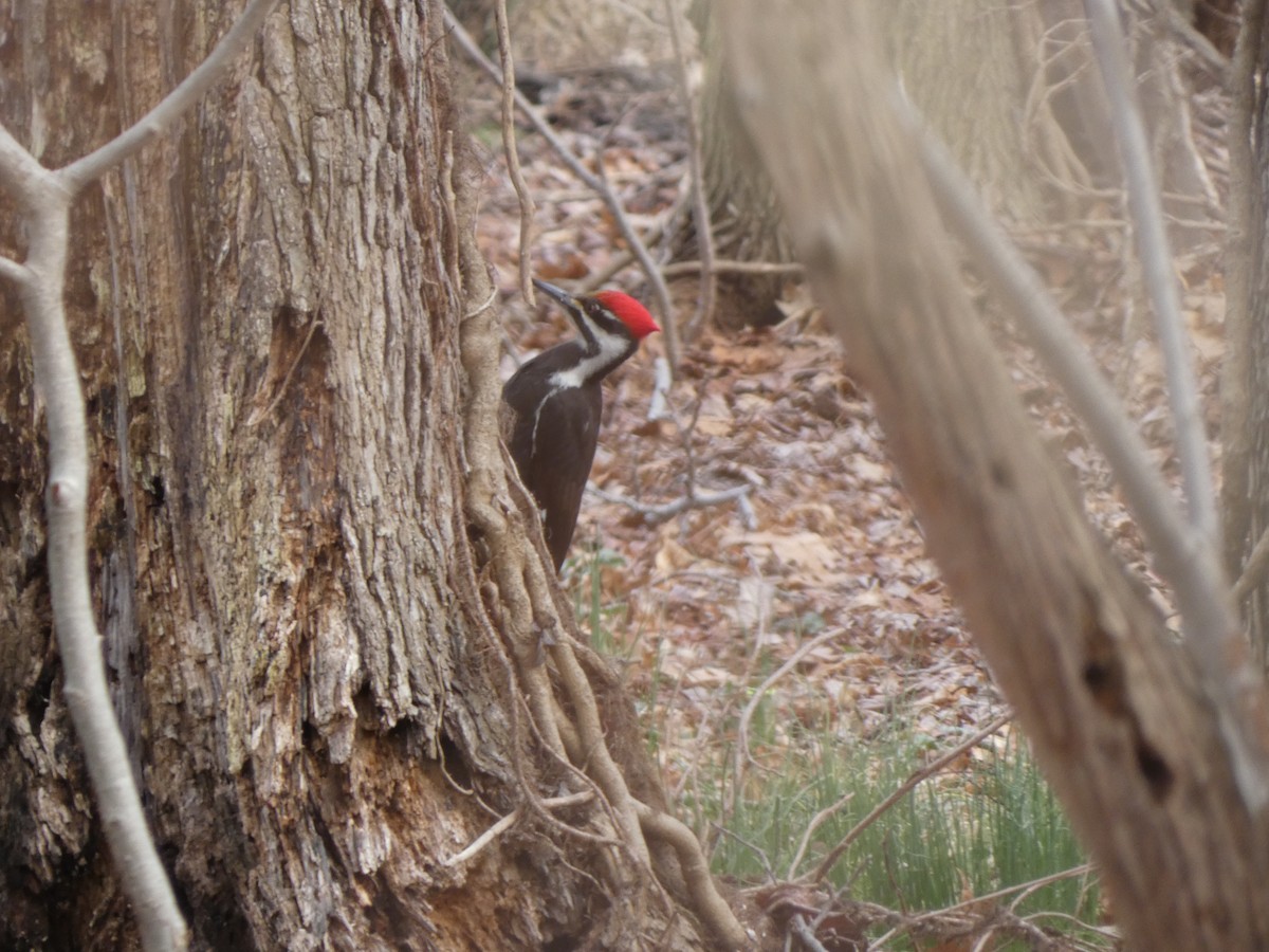 Pileated Woodpecker - ML319785781