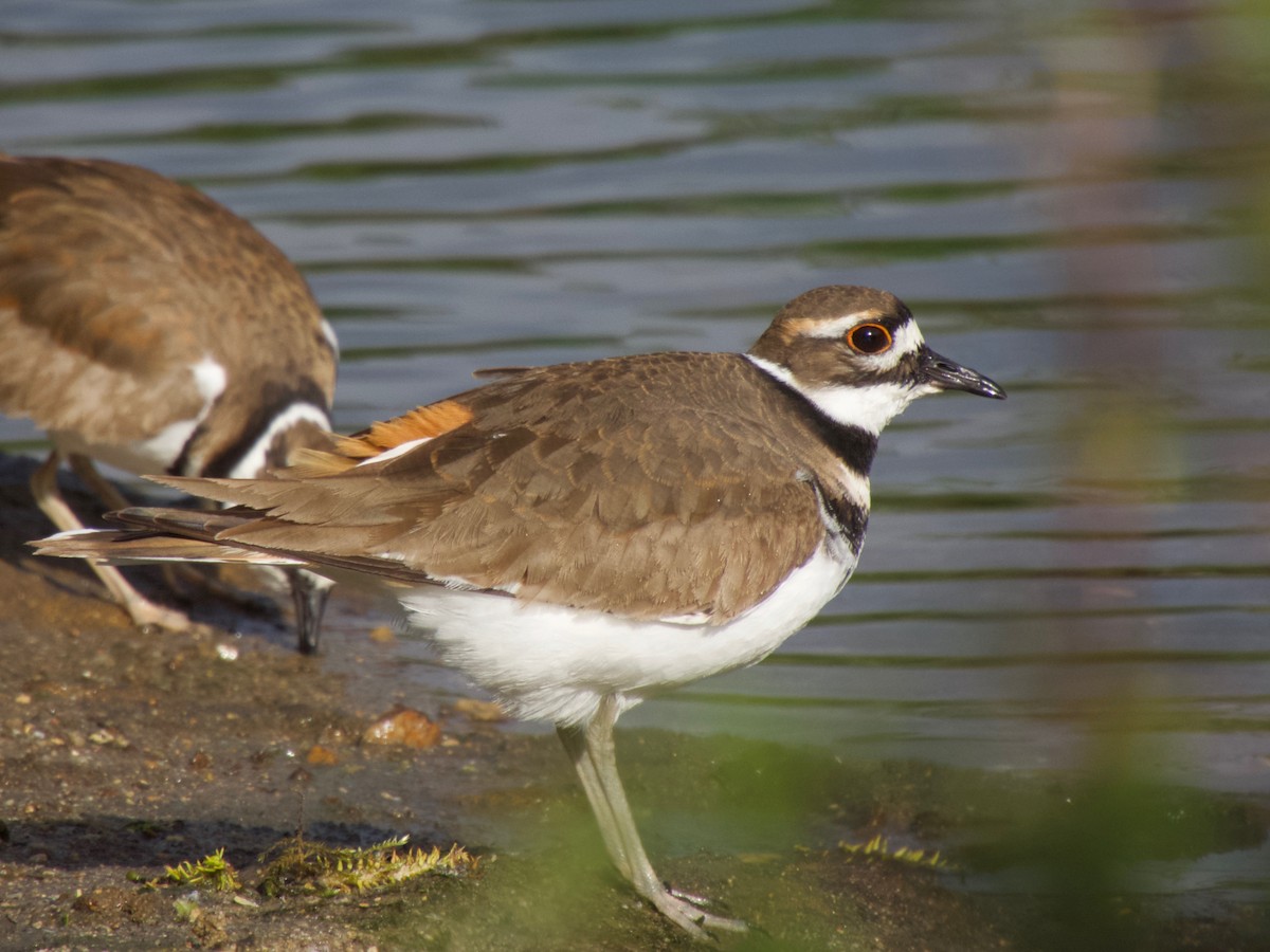 Killdeer - ML319786331