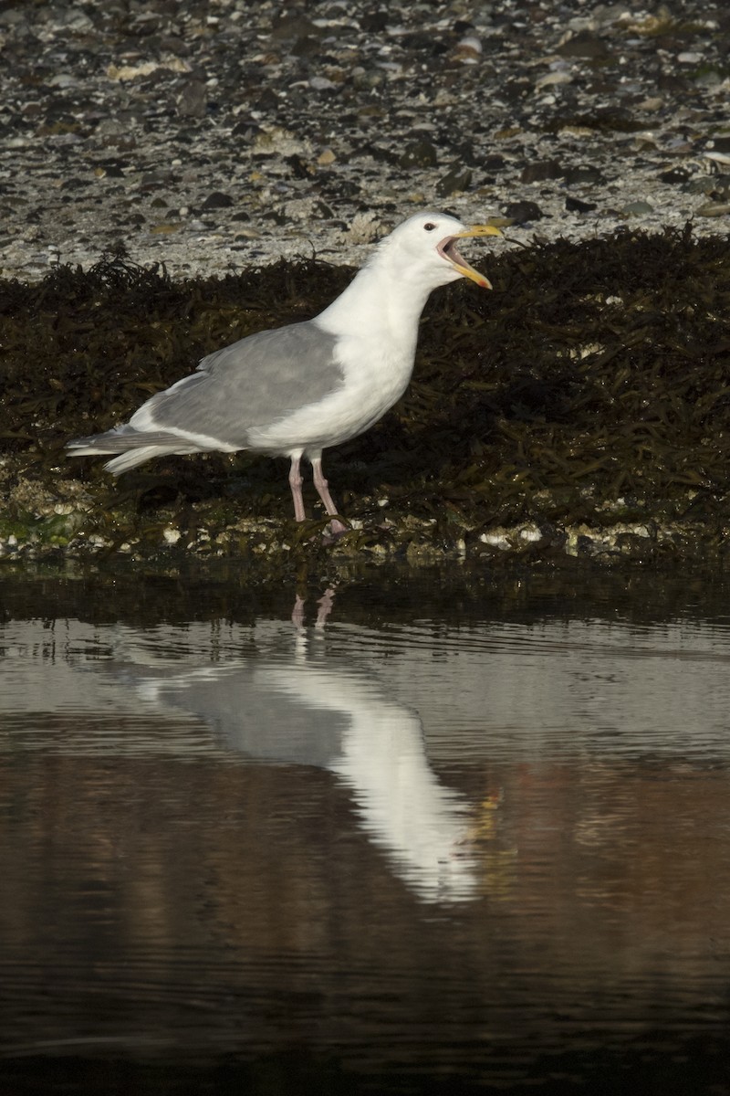 Glaucous-winged Gull - ML31978711