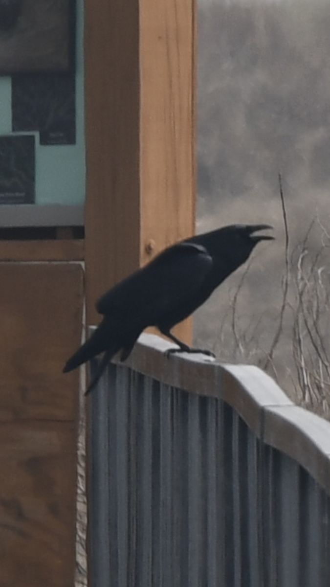 American Crow - ML319789141