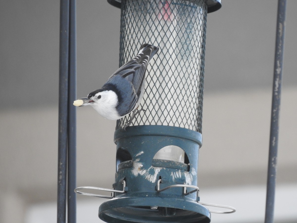 White-breasted Nuthatch (Interior West) - ML319791021