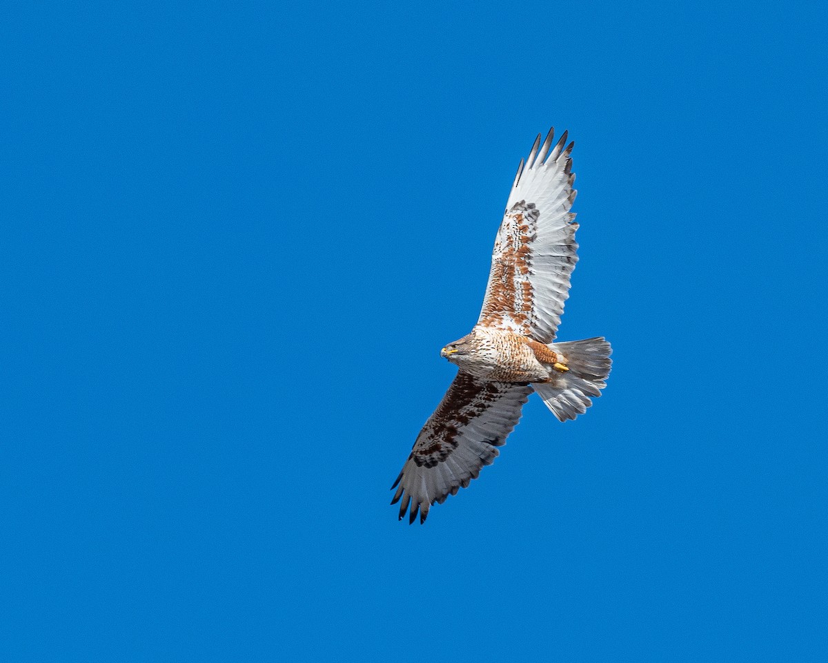 Ferruginous Hawk - ML319791361