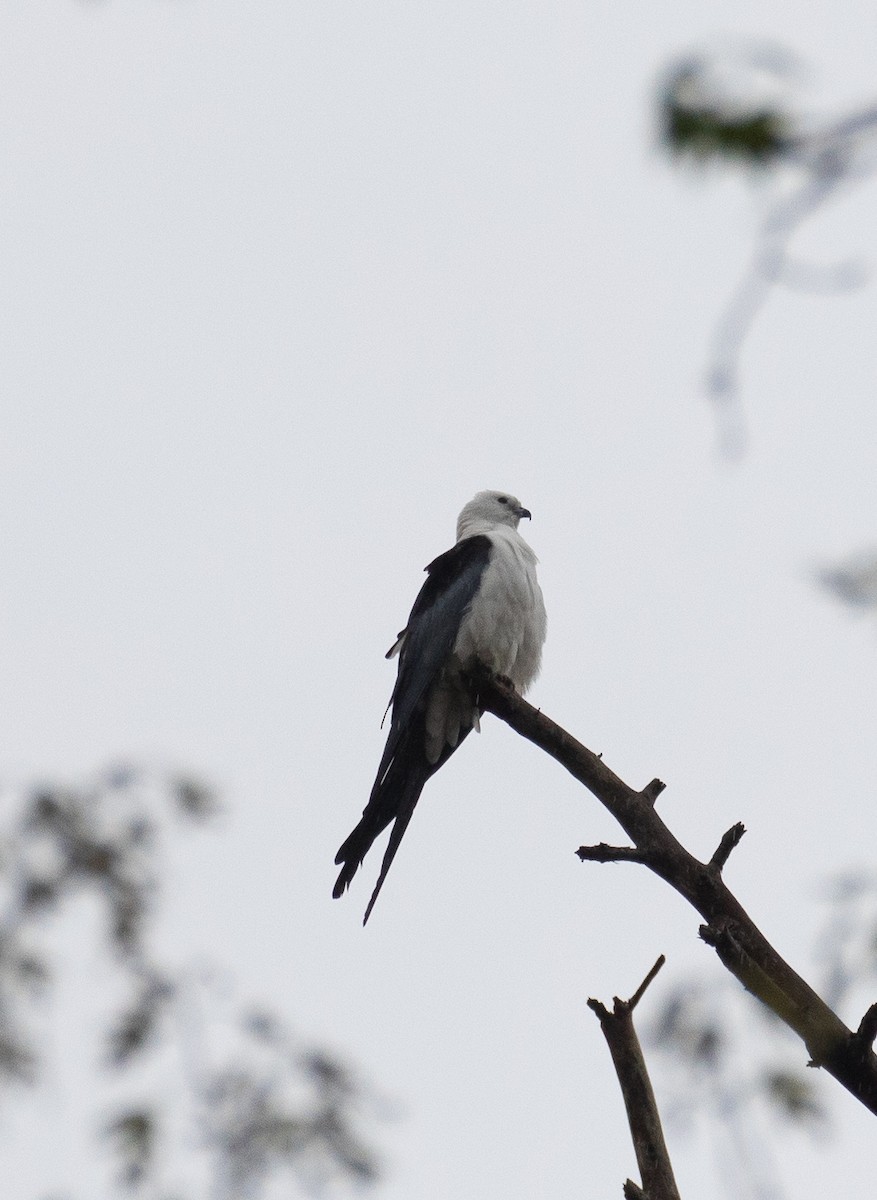 Swallow-tailed Kite - ML319792191