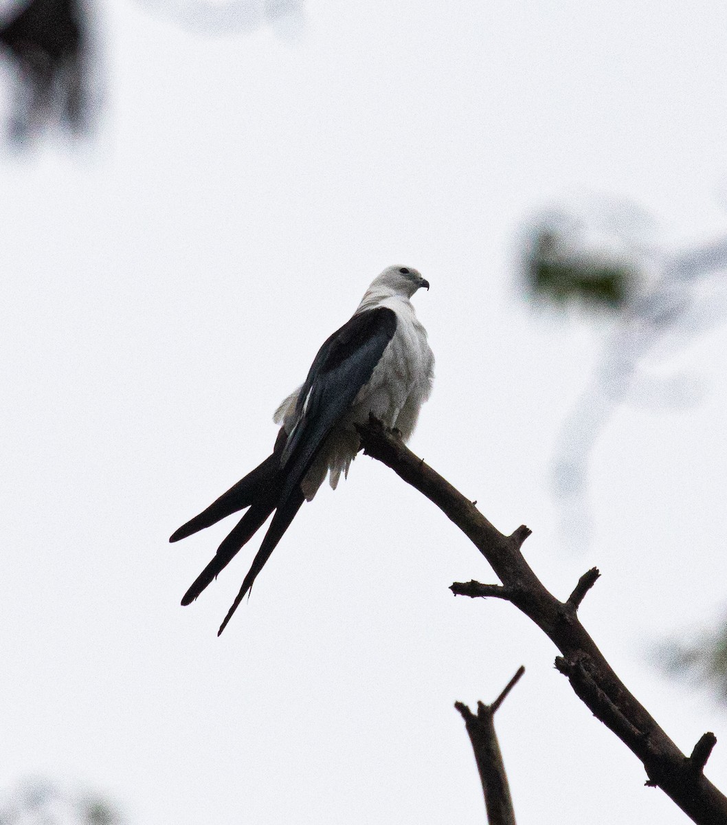 Swallow-tailed Kite - ML319792211