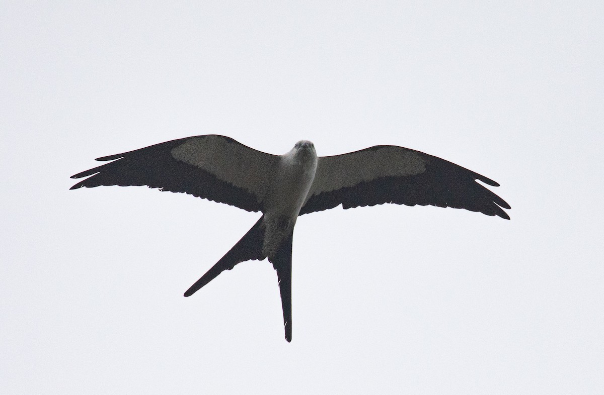 Swallow-tailed Kite - ML319792221