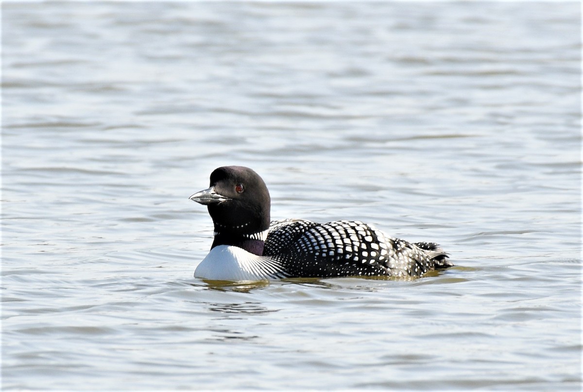 Common Loon - ML319793361