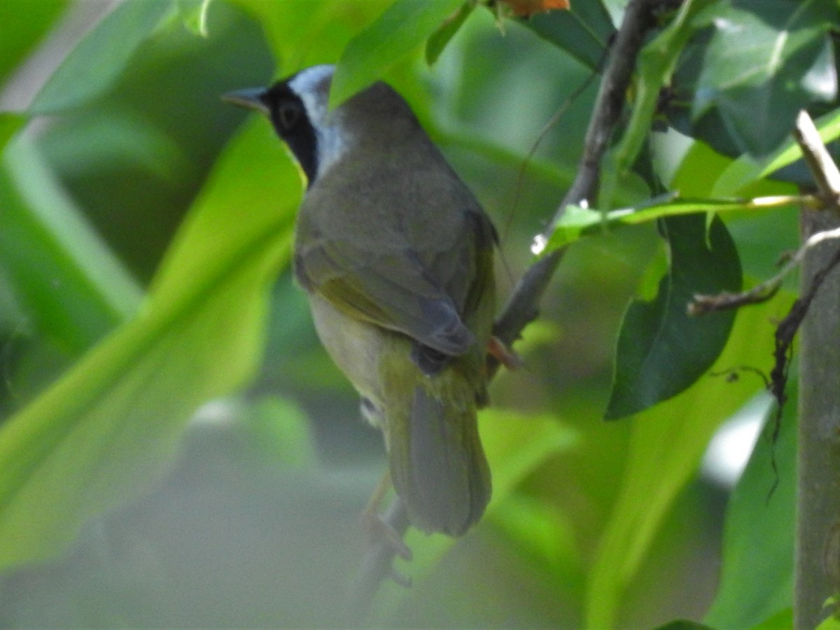 Common Yellowthroat - ML319793521