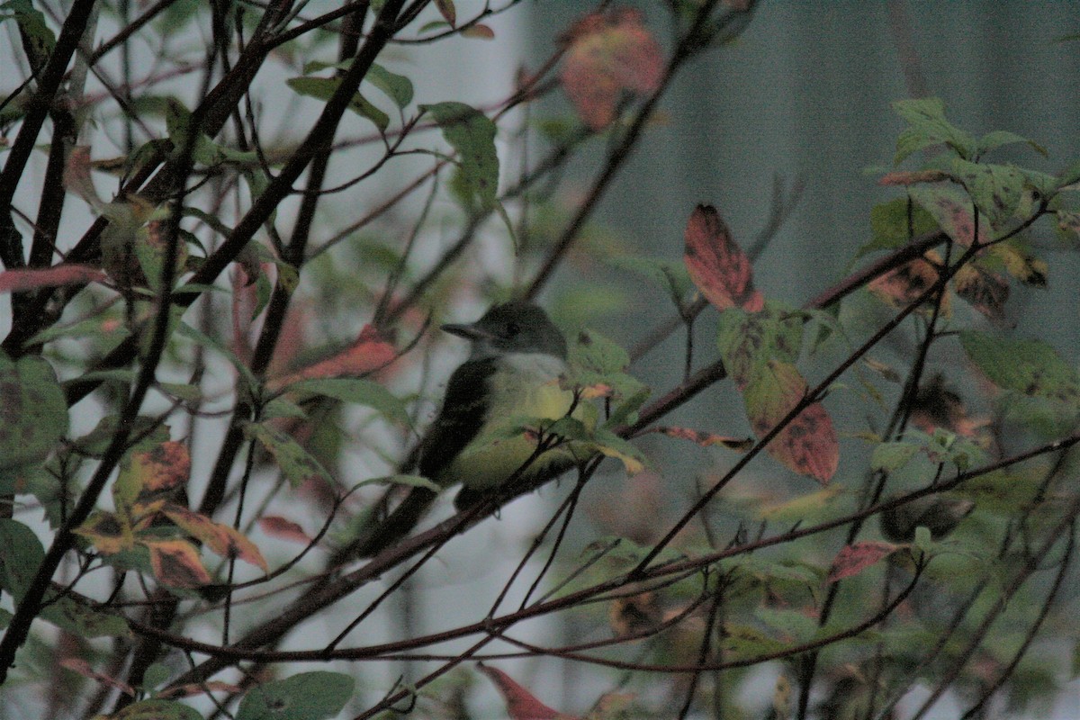 Great Crested Flycatcher - ML319795541