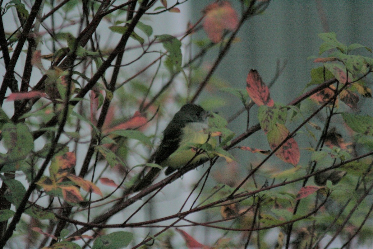 Great Crested Flycatcher - ML319795551