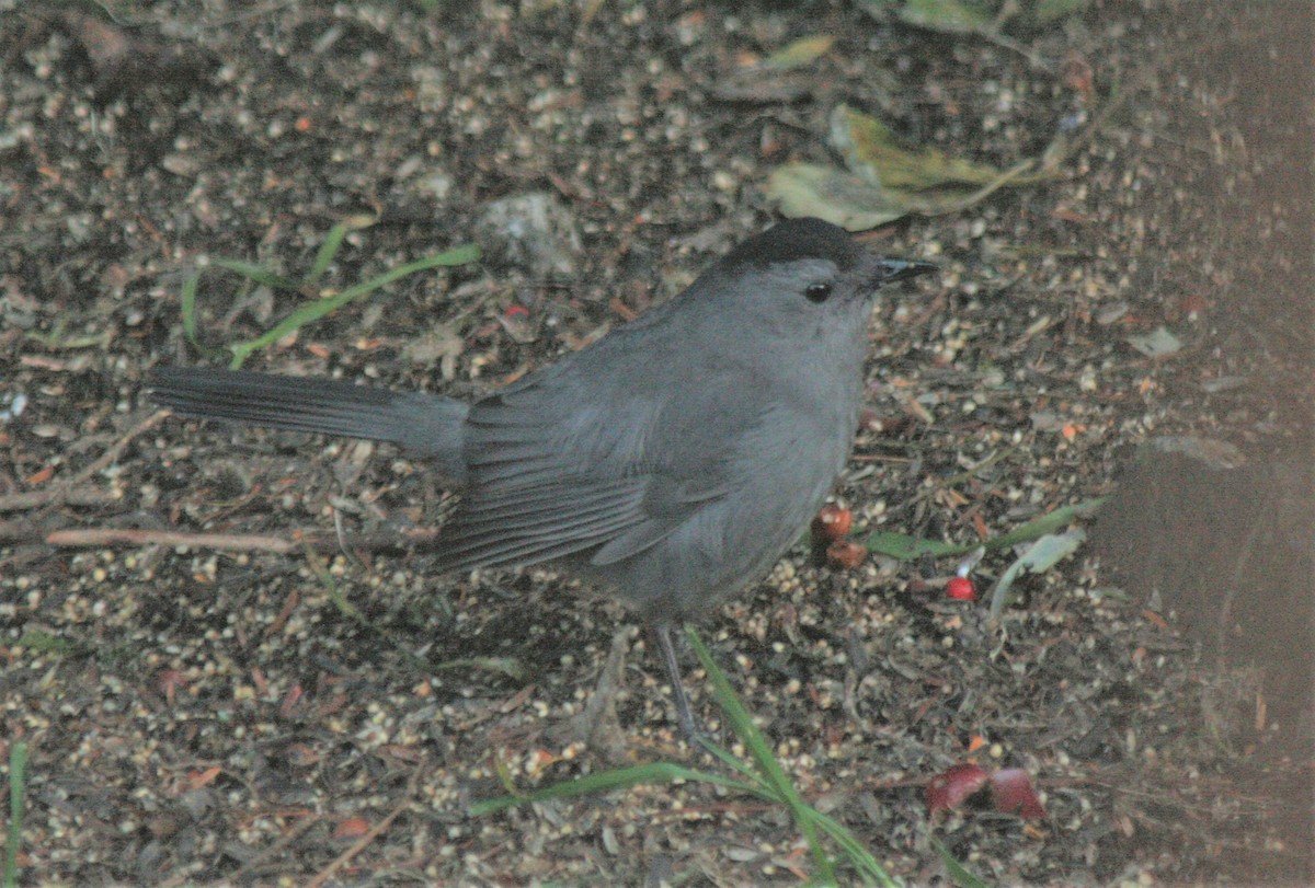 Pájaro Gato Gris - ML319796471