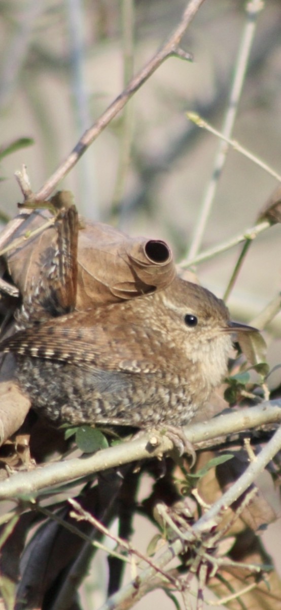 Winter Wren - ML319798701