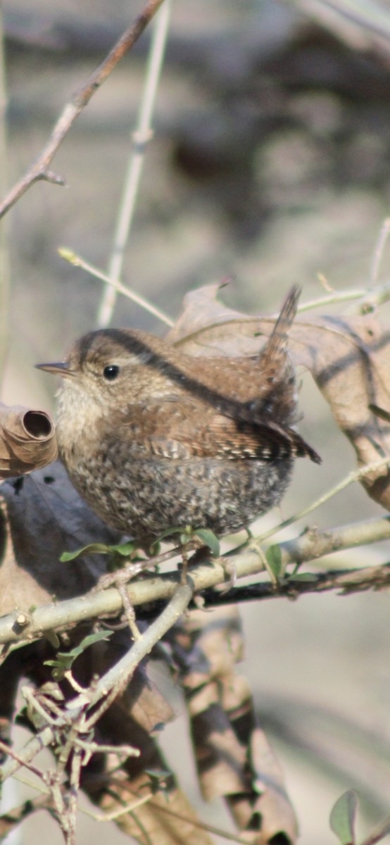 Winter Wren - ML319799521