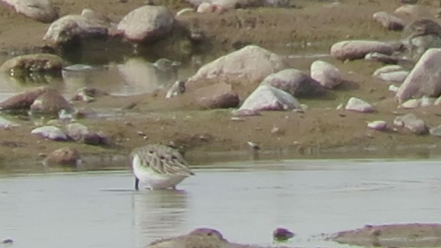 Western Sandpiper - ML319800011
