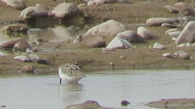 Bergstrandläufer - ML319800011