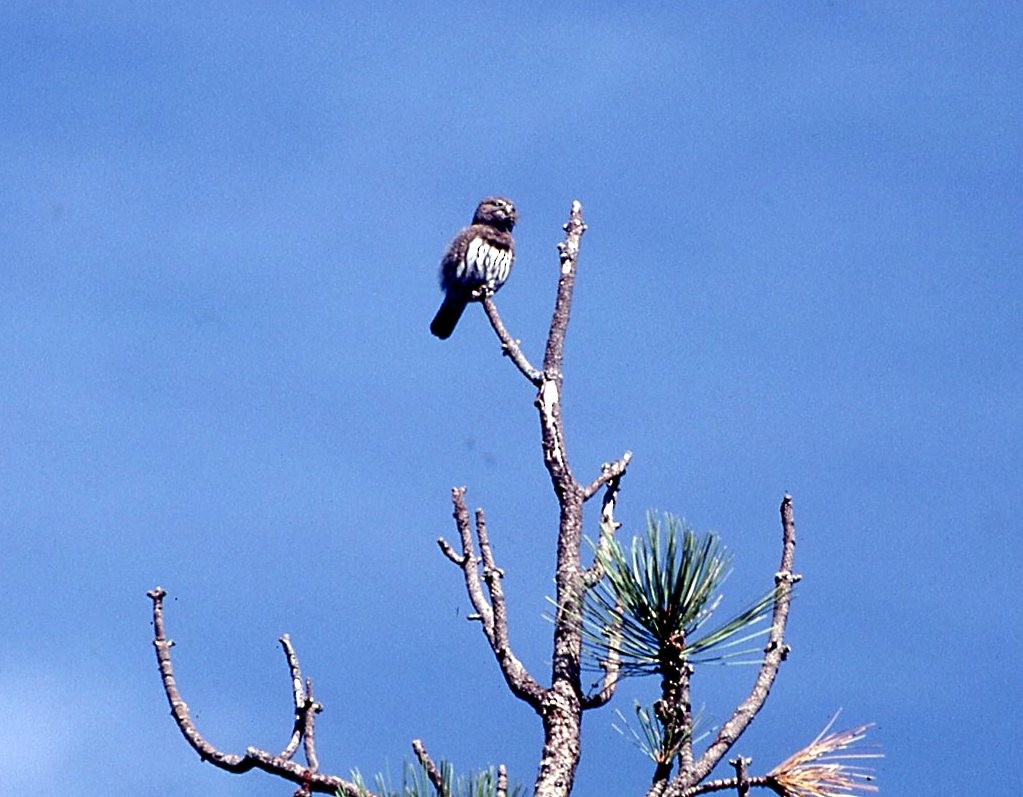 Northern Pygmy-Owl - ML319800021