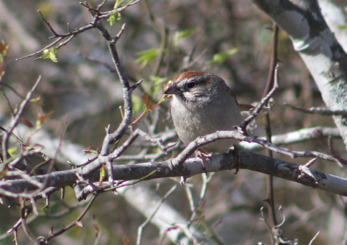 Rufous-crowned Sparrow - ML319801201