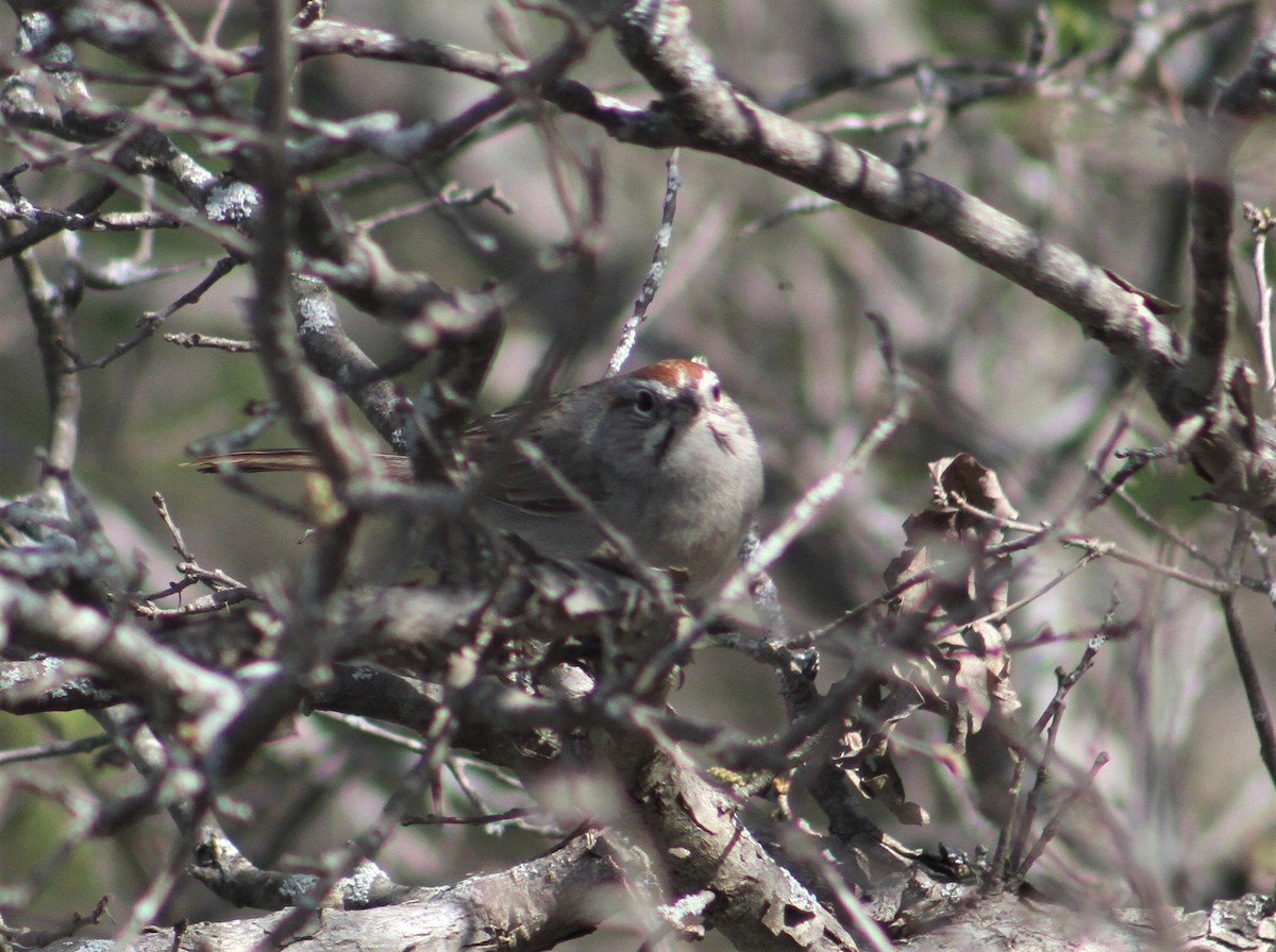 Rufous-crowned Sparrow - ML319801211