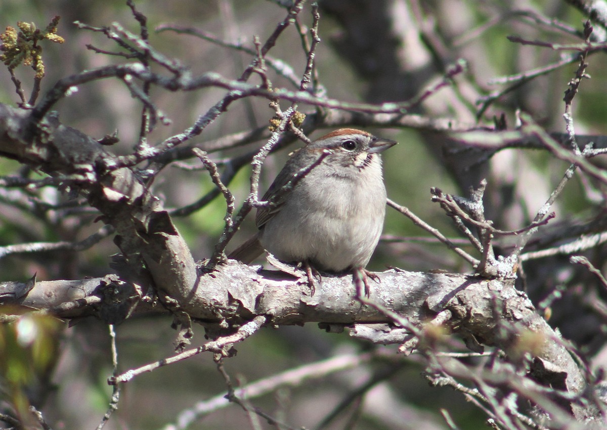 Rufous-crowned Sparrow - ML319801221