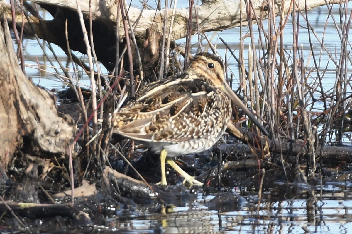 Wilson's Snipe - Tim Metcalf